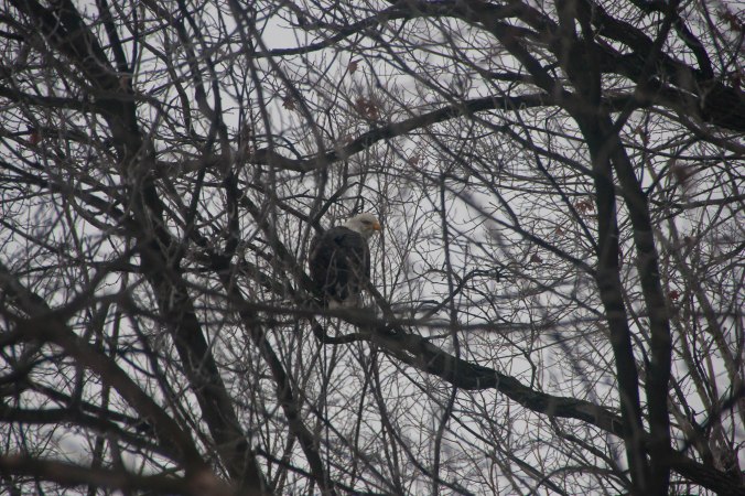 Eagle outside my window